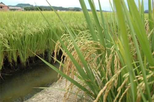 3adac80293746ddbfe1ac6bd2e982ba1_288_433