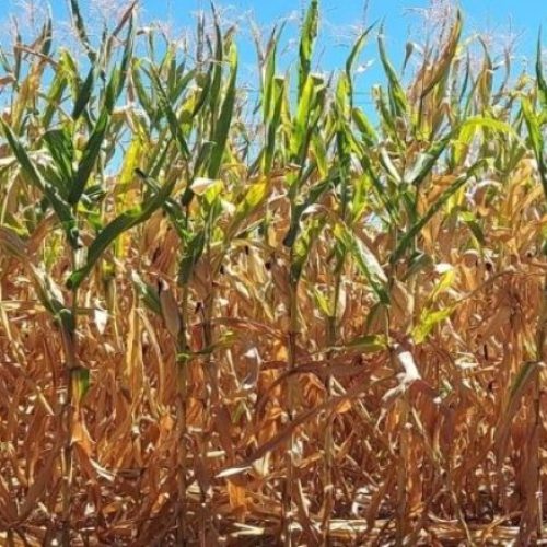 Epagri-estiagem-milho-e1643117683449