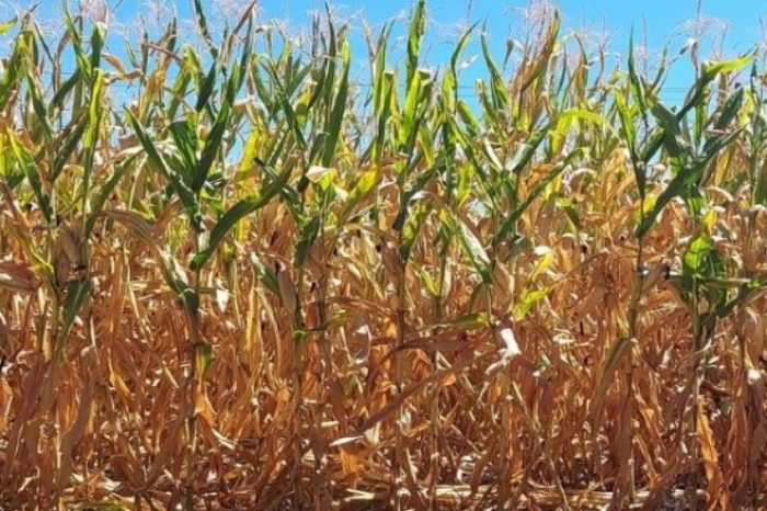 Epagri-estiagem-milho-e1643117683449