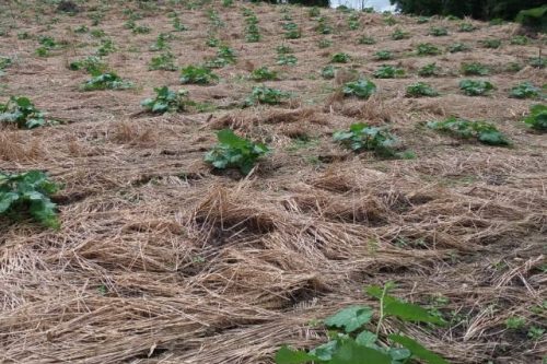 Epagri_Agricultura-organica