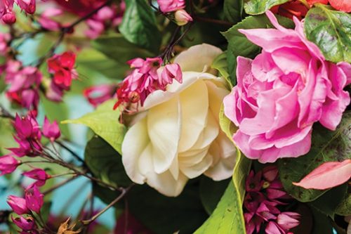 Festival_Flores_Superalfa