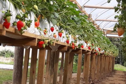 Mario_Morango_03-e1575548921159