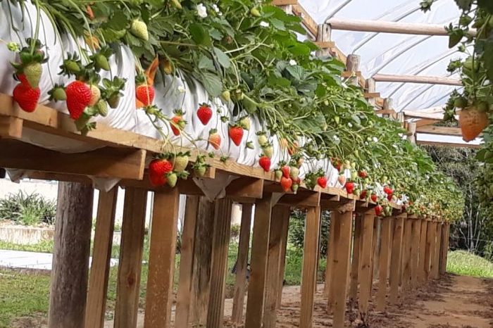 Mario_Morango_03-e1575548921159