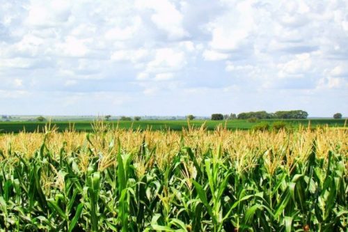 milharal-e1575285262867