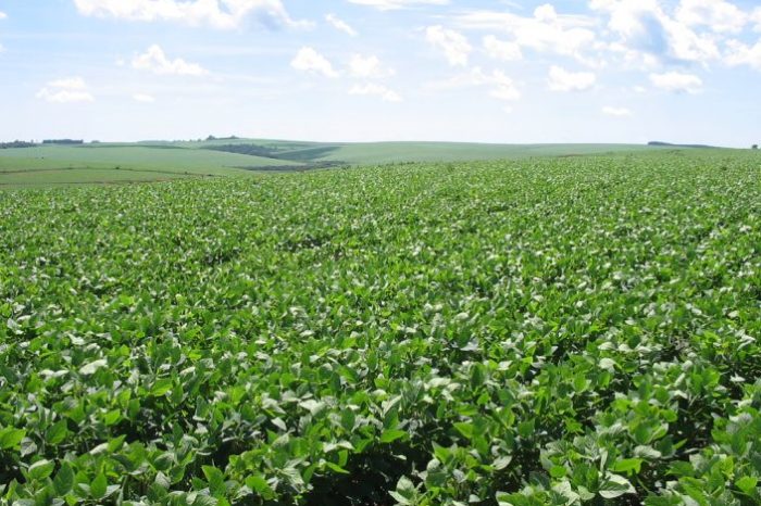 soja-plantio-e1574339539740